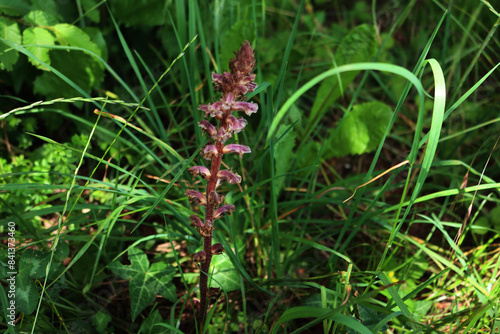 Common red Broomrape in the meadow. Orobanche minor on springtime in Italy photo