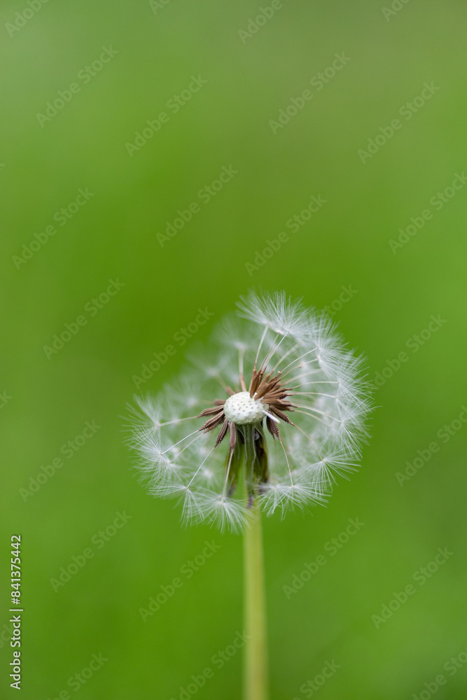 Fototapeta premium 少し欠けたタンポポの綿毛