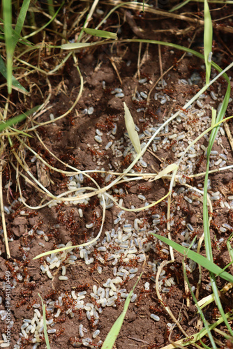 Close-up of many European red ants with white eggs in the countryside