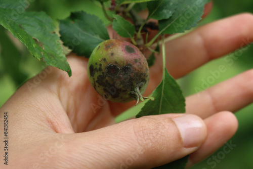 Farmer’s hand holding apple branch with apples with Apple scab fungal disease. Apple scab caused by Venturia inaequalis photo