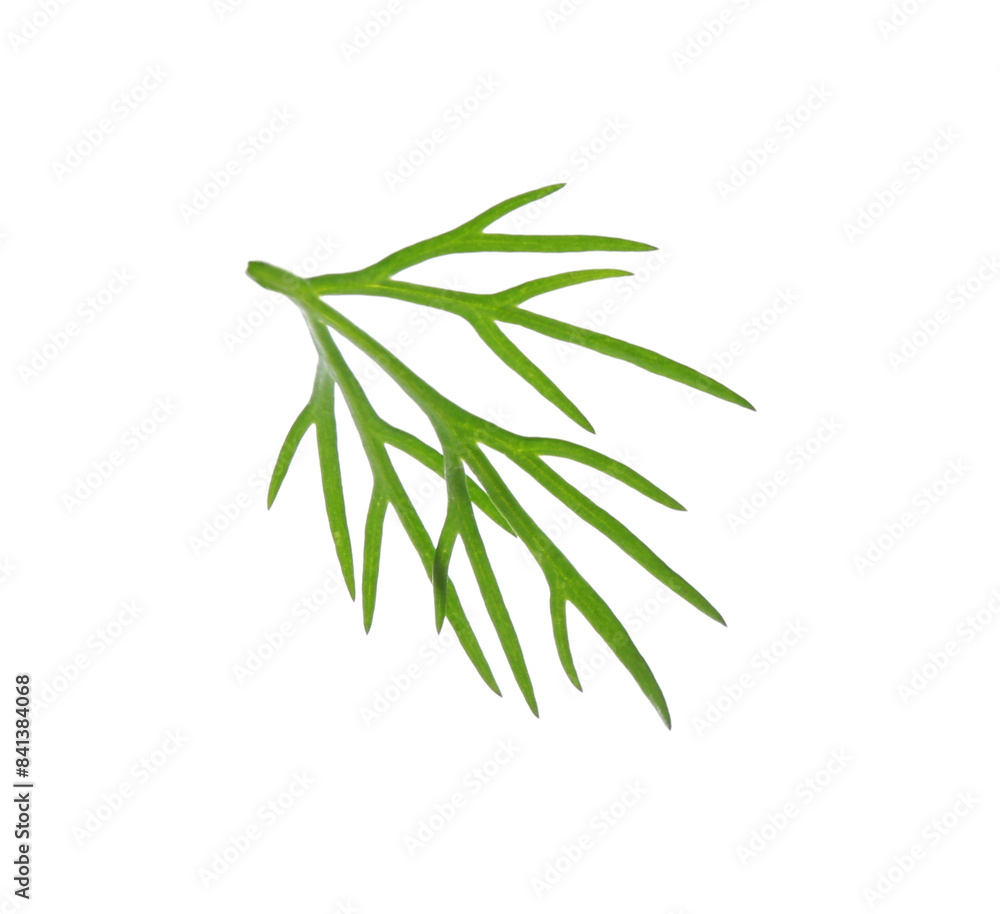 Sprig of fresh dill isolated on white Sprig of fresh dill isolated on white