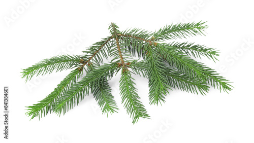 Green pine tree branch isolated on white