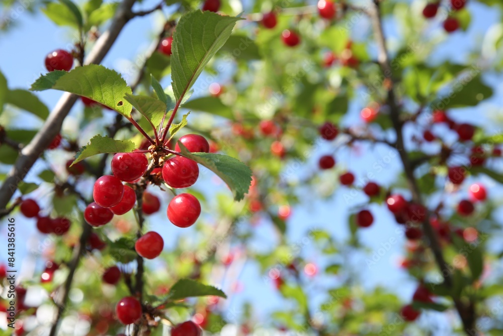 Cherry tree with ripe red berries against blue sky outdoors, closeup. Space for text Cherry tree with ripe red berries against blue sky outdoors, closeup. Space for text