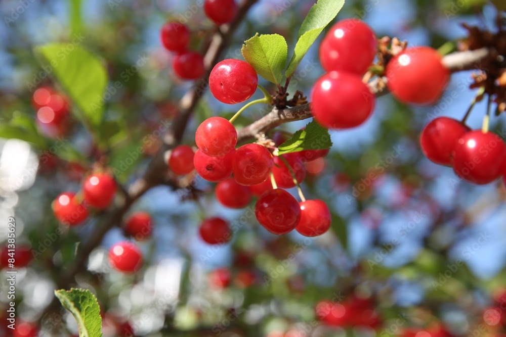 Cherry tree with ripe red berries outdoors, closeup Cherry tree with ripe red berries outdoors, closeup