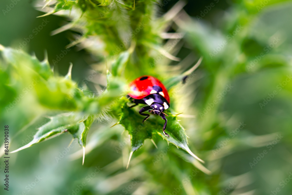Fototapeta premium Ladybug on a thistle, little round beetle, red with black spots, coccinella, coccinellidae
