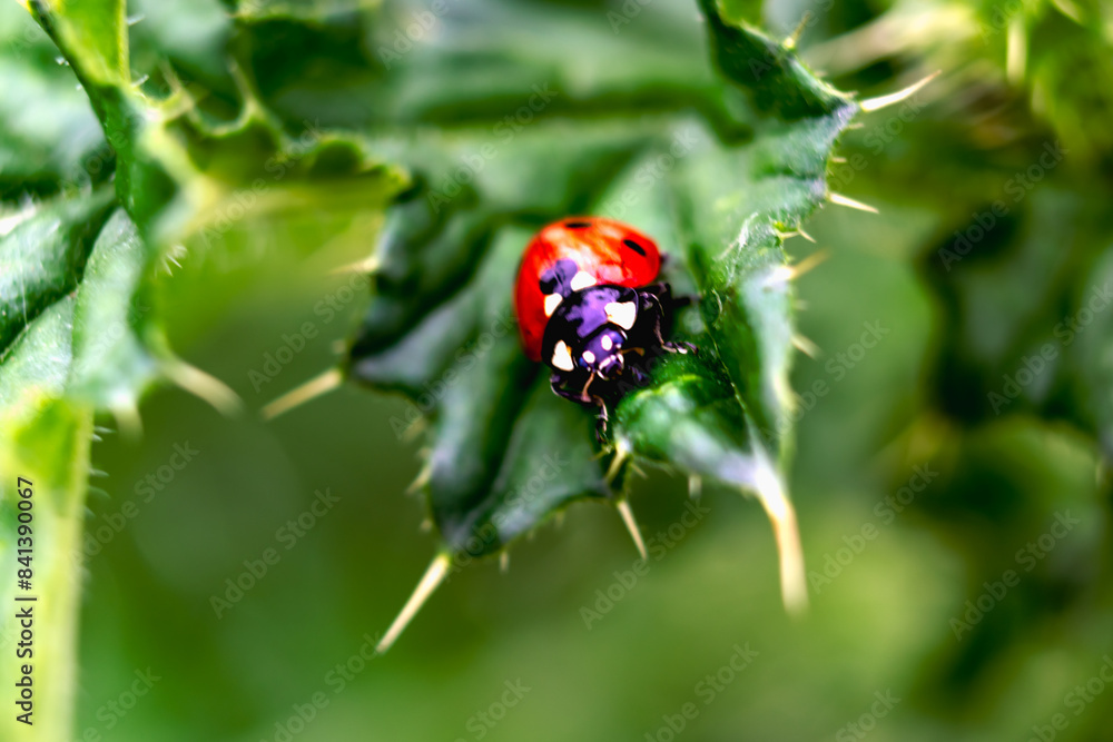 Ladybug on a thistle, little round beetle, red with black spots, coccinella, coccinellidae Ladybug on a thistle, little round beetle, red with black spots, coccinella, coccinellidae