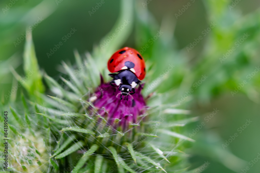 Ladybug on a thistle, little round beetle, red with black spots, coccinella, coccinellidae Ladybug on a thistle, little round beetle, red with black spots, coccinella, coccinellidae