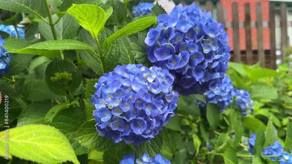 Close-up of vibrant blue hydrangea flowers in a lush green garden Close-up of vibrant blue hydrangea flowers in a lush green garden