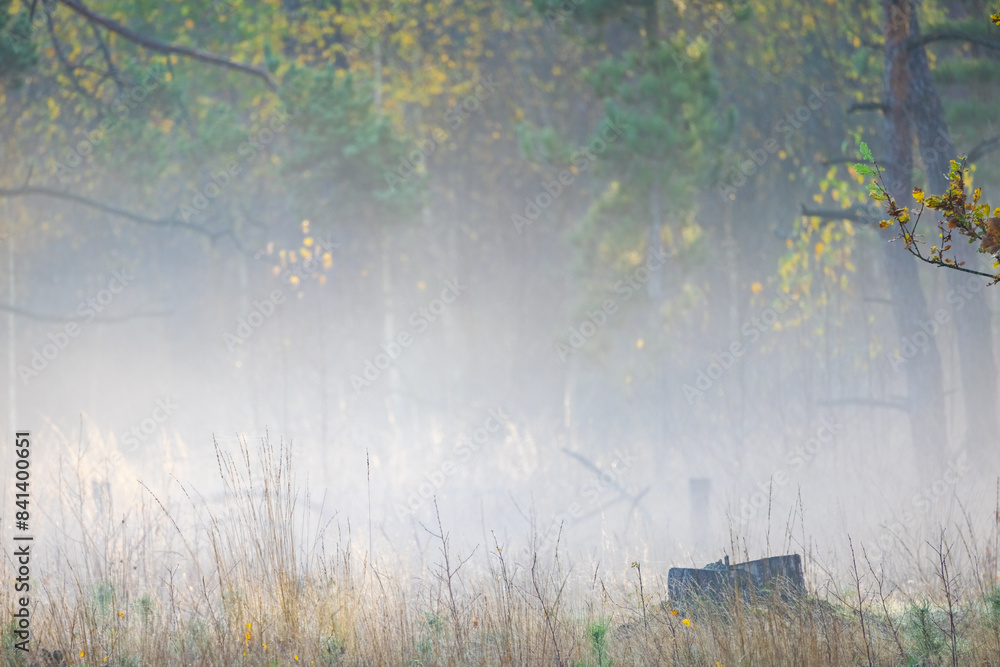 A misty woodland with trees and grass in the front, setting a serene atmosphere in this natural landscape with a hint of fog, water, and tints of green. Twigs and wood textures add to the scene A misty woodland with trees and grass in the front, setting a serene atmosphere in this natural landscape with a hint of fog, water, and tints of green. Twigs and wood textures add to the scene