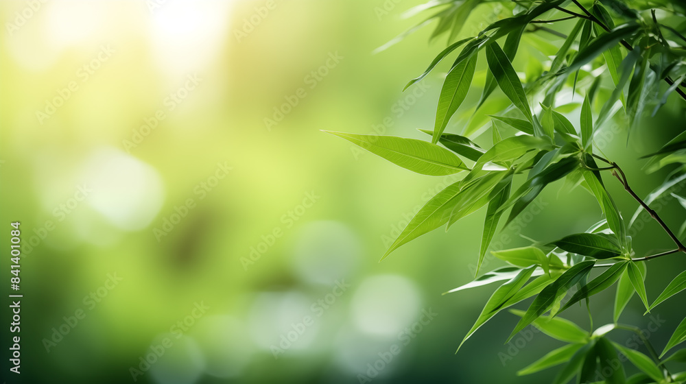Bamboo leaves. The sun is shining through the leaves. Leaves are green and lush. Bamboo leaves. The sun is shining through the leaves. Leaves are green and lush.