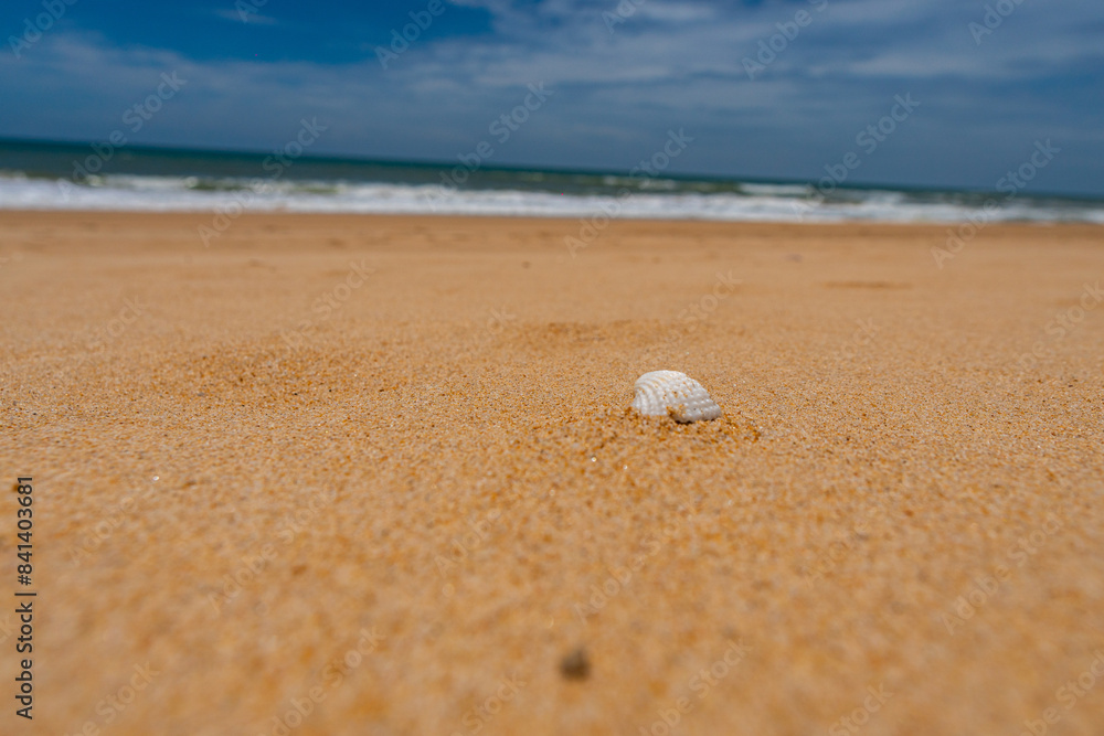 Close up shell ,Nature view of beautiful tropical beach and sea in sunny day. Beach sea space aera Close up shell ,Nature view of beautiful tropical beach and sea in sunny day. Beach sea space aera