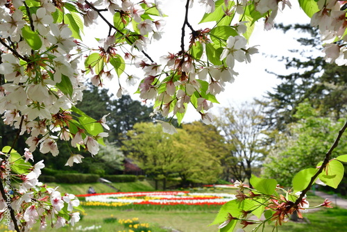 寺尾中央公園の桜（新潟県） photo