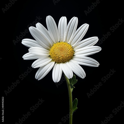 A lone daisy with white petals and a bright yellow center stands out against a dark background