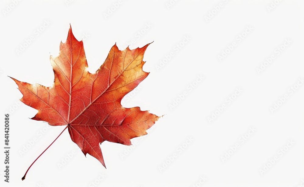 Natural autumn dry curved maple leaf in orange, red, burgundy tones on white background with light shadow. Natural autumn dry curved maple leaf in orange, red, burgundy tones on white background with light shadow.