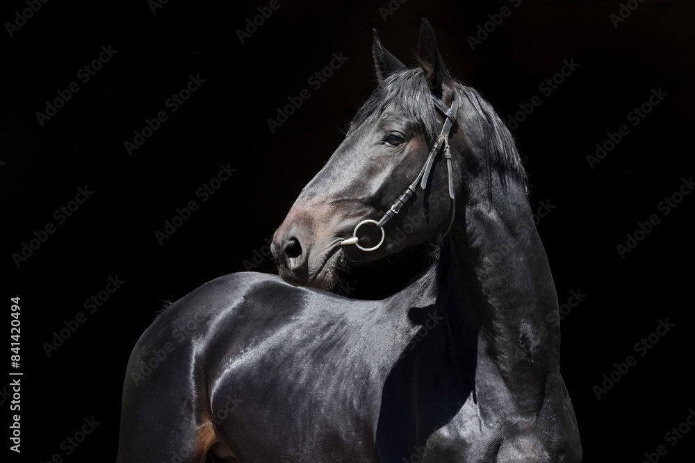 Fototapeta premium Saddlebred black horse portrait in Starozgilovo stud