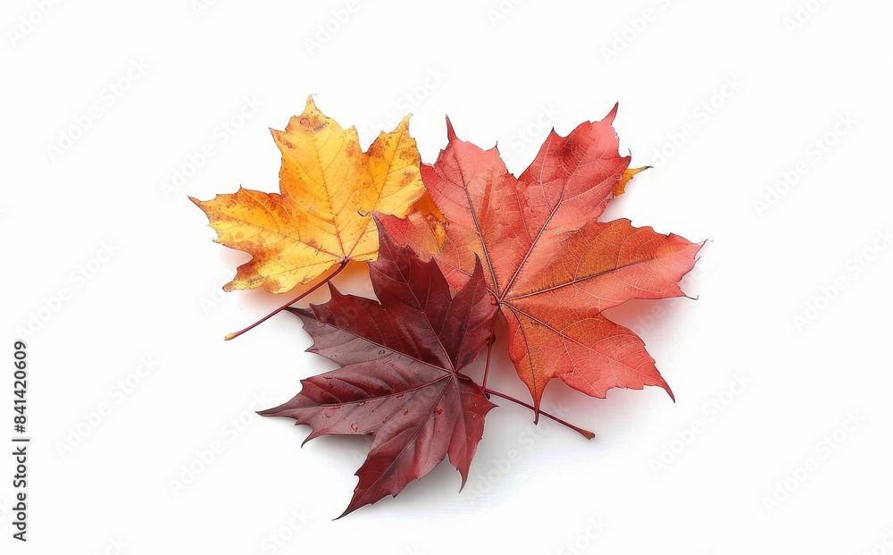 A natural maple leaf with tones of yellow, orange, and green in an autumn theme on a white background. A natural maple leaf with tones of yellow, orange, and green in an autumn theme on a white background.