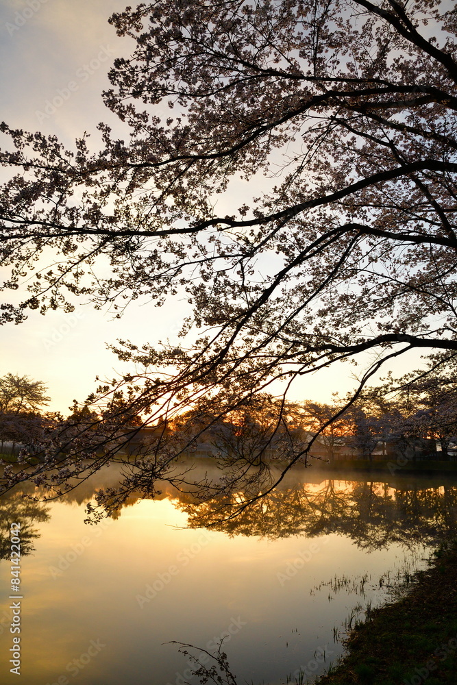 大仙市総合公園の桜(秋田県) 大仙市総合公園の桜(秋田県)