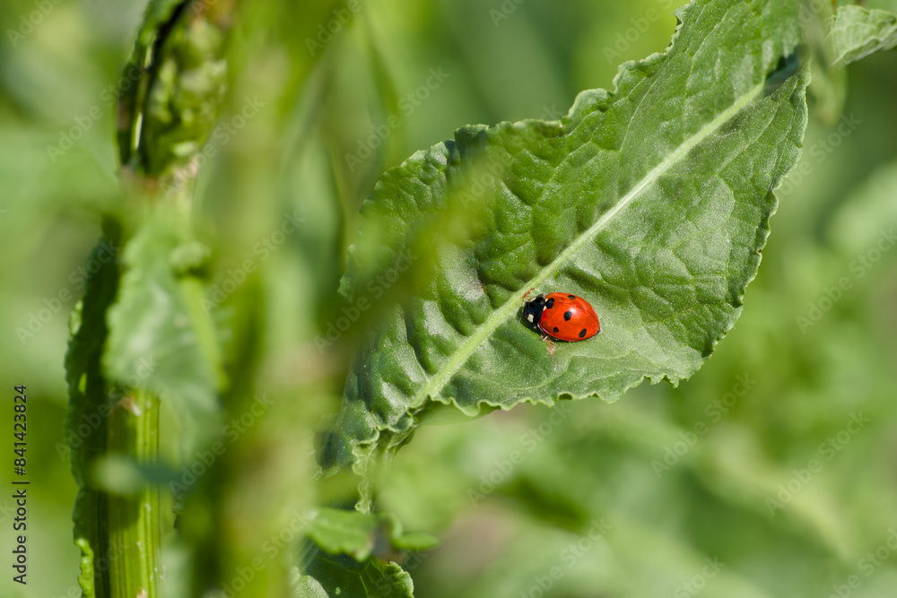 ladybug perching on the plant leaf close-up ladybug perching on the plant leaf close-up
