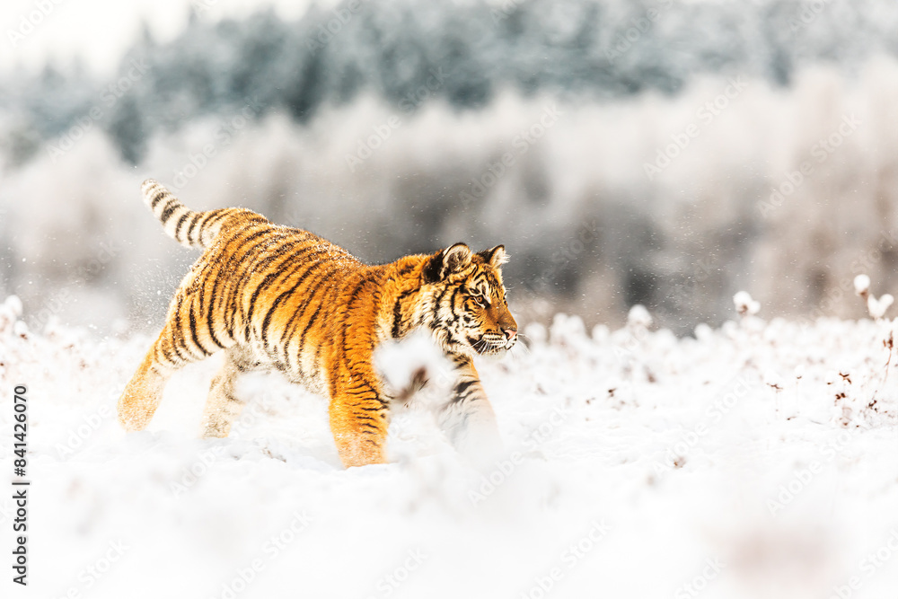 Obraz premium Siberian tiger (Panthera tigris tigris) running in deep snow