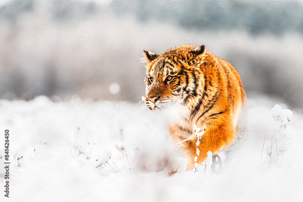 Obraz premium Siberian tiger (Panthera tigris tigris) detail in the snow