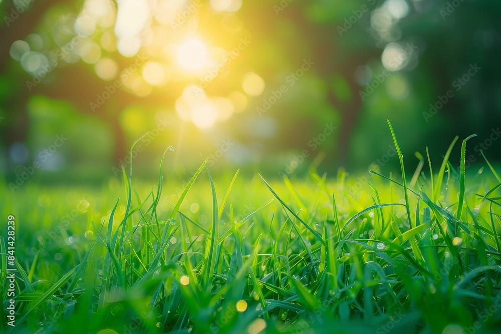 A macro photo of vibrant green grass in spring with blurry selective focus. The sun shines through the young green grass in spring outside, in nature. A macro photo of vibrant green grass in spring with blurry selective focus. The sun shines through the young green grass in spring outside, in nature.