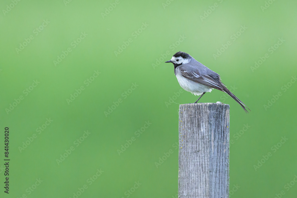 Fototapeta premium A White Wagtail standing on a wooden post
