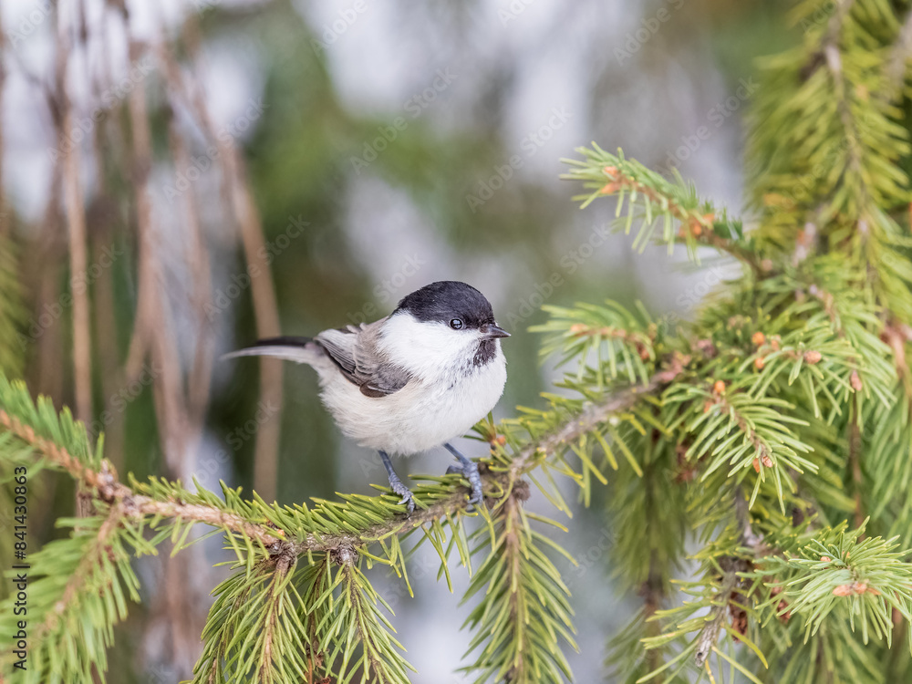 Cute bird the willow tit, song bird sitting on the fir branch Cute bird the willow tit, song bird sitting on the fir branch