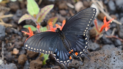 Yaeyama Black butterfly Papilio junia. Generative Ai photo