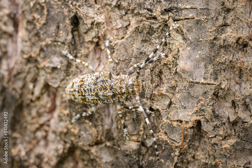 A small longhorn beetle sitting on a piece of wood