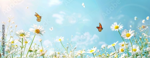 Close-up macro photo of daisies and butterfly in morning sunlight in spring. Delightful airy banner of summer flowers.