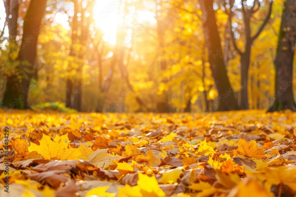 The colorful background of an autumn park full of yellow and orange leaves in a bright sunny day. The leaves are yellow and orange on this day.