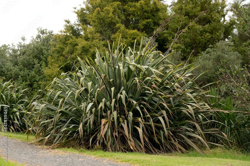 Wild New Zealand Flax in Autumn Wild New Zealand Flax in Autumn