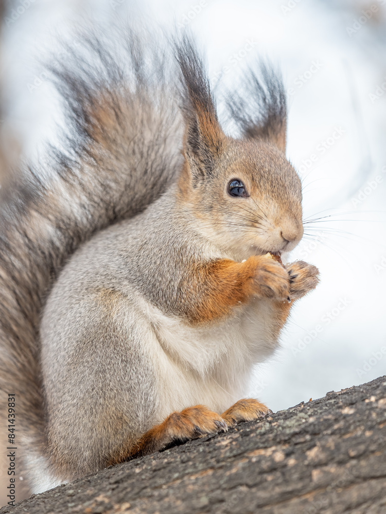 The squirrel with nut sits on tree in the winter or late autumn The squirrel with nut sits on tree in the winter or late autumn