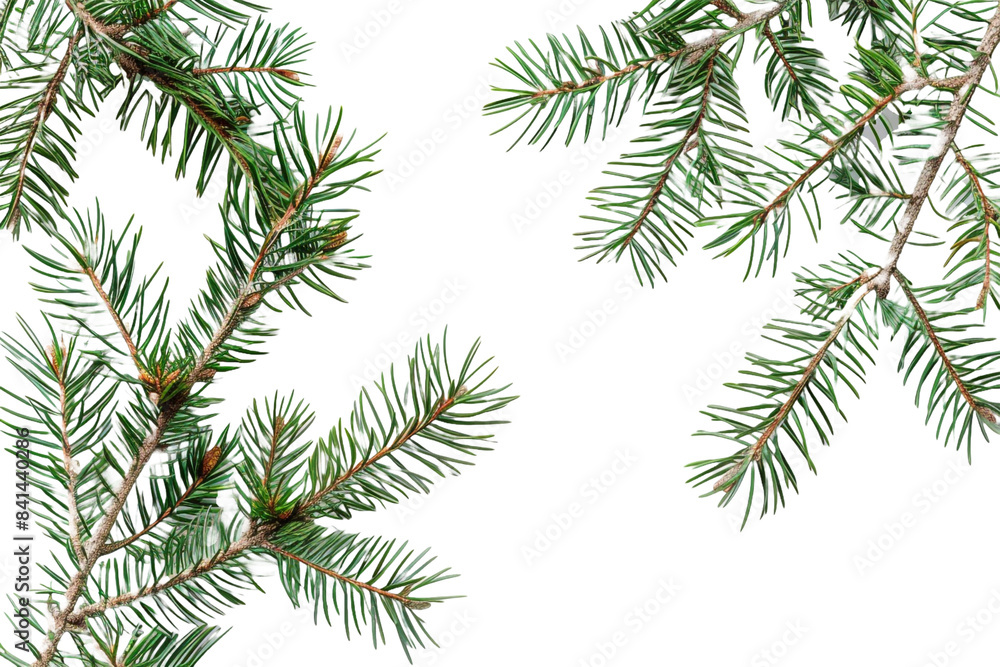 pine branches isolated on transparent background pine branches isolated on transparent background
