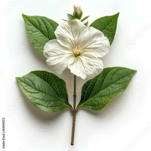 white balsam flower isolated on white background with shadow. Summertime bloom of a balsam flower top view  photo