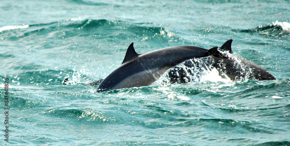 Fototapeta premium dolphin in the water