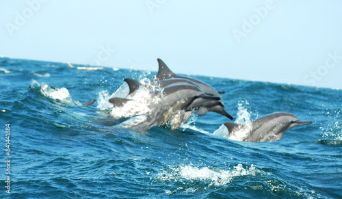 dolphin in water