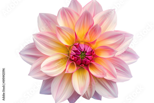 pink and yellow flower isolated on transparent background © Tohamina