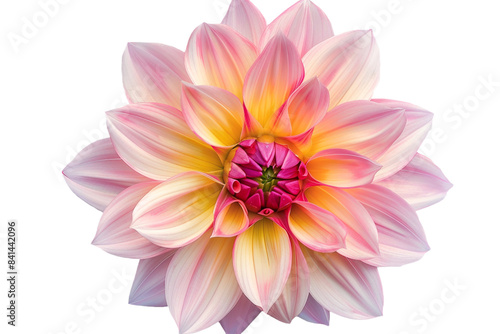 pink and yellow flower isolated on transparent background