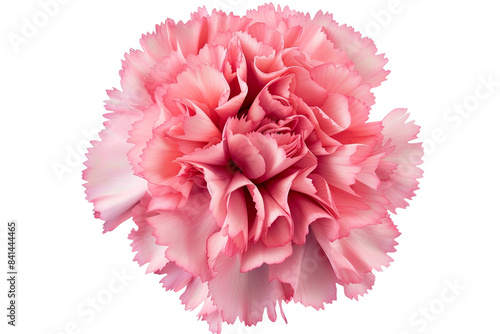 pink flowers isolated on transparent background