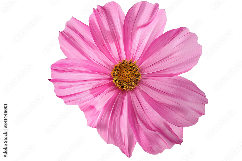 pink flowers isolated on transparent background pink flowers isolated on transparent background
