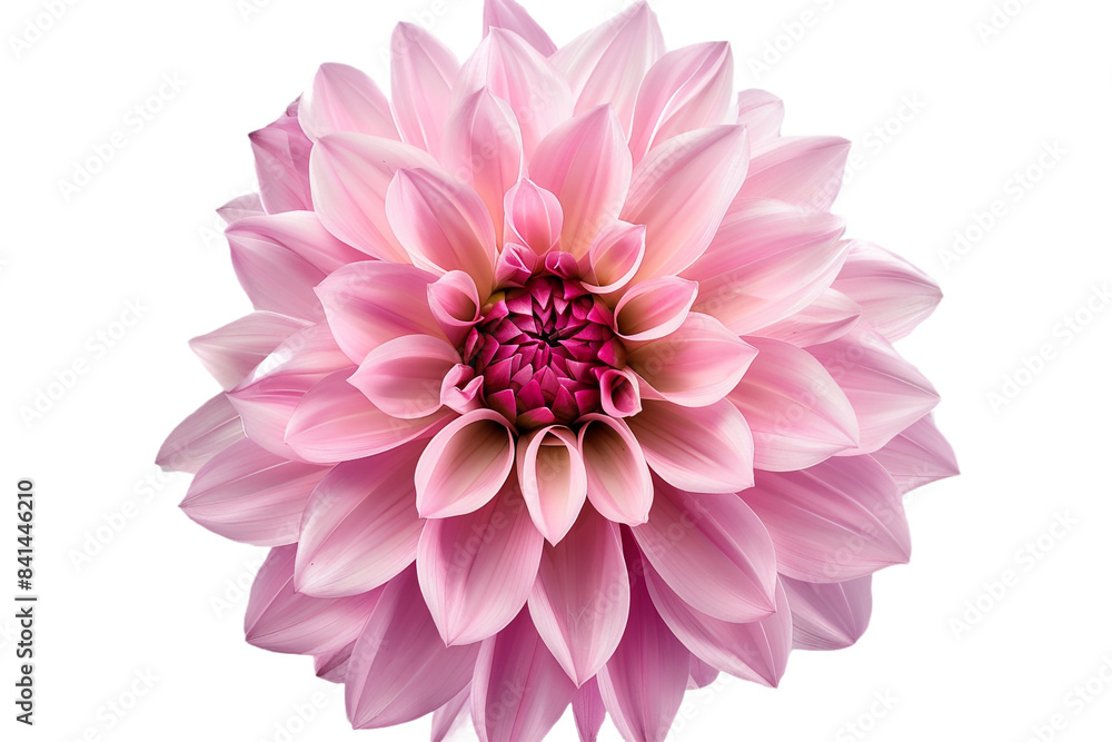 pink flowers isolated on transparent background pink flowers isolated on transparent background