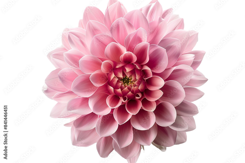 pink flowers isolated on transparent background pink flowers isolated on transparent background