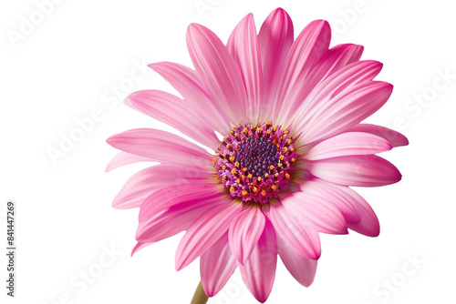 pink flowers isolated on transparent background