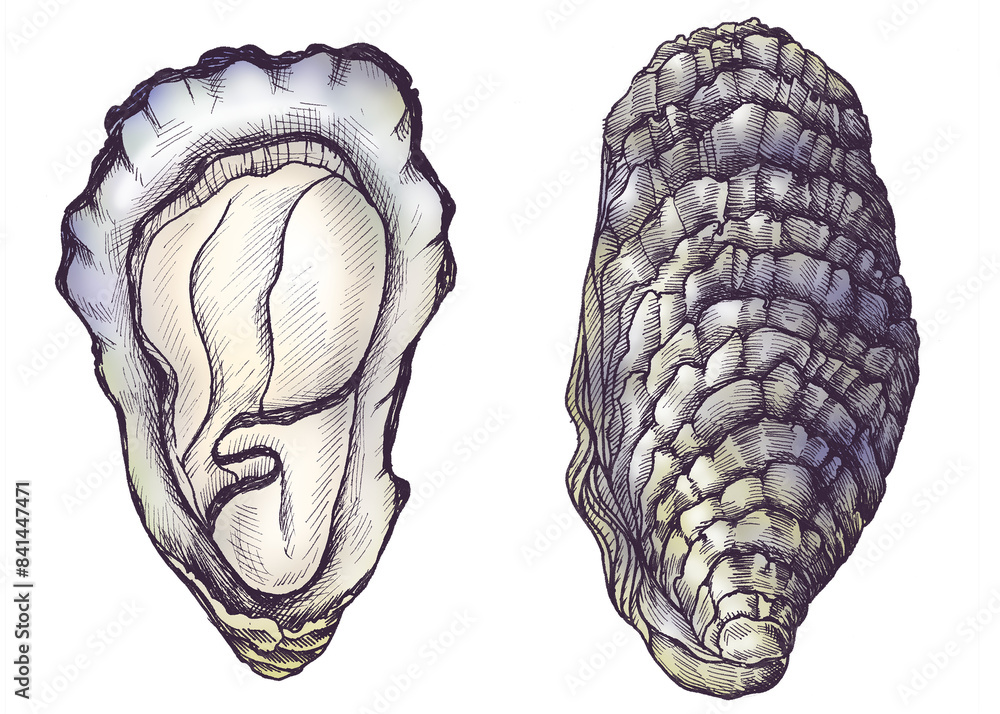 Fototapeta premium Colorful oyster saltwater bivalve png set