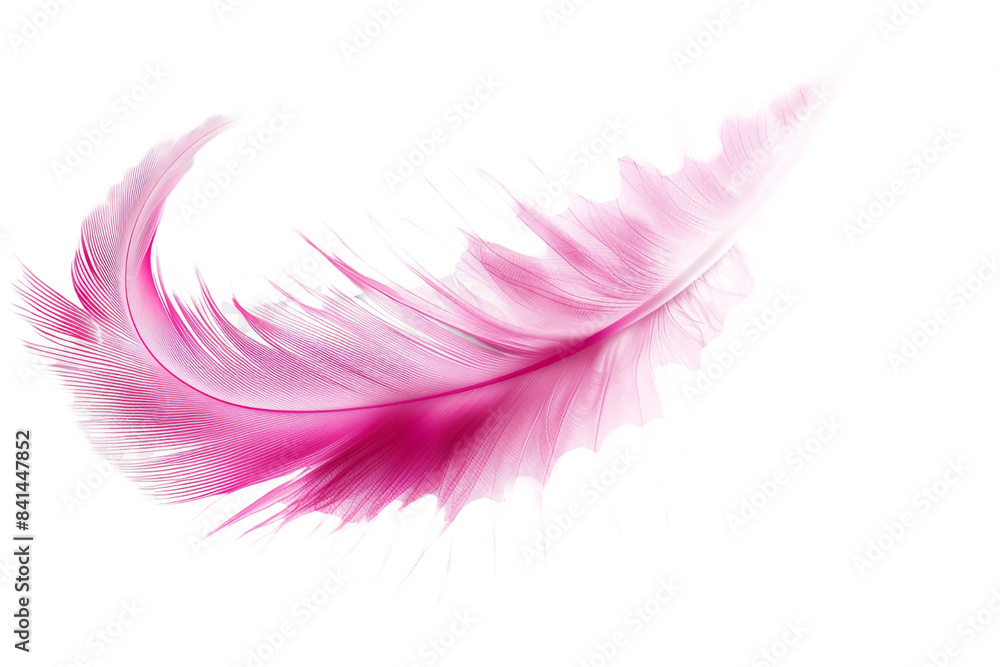 pink feather isolated on transparent background pink feather isolated on transparent background
