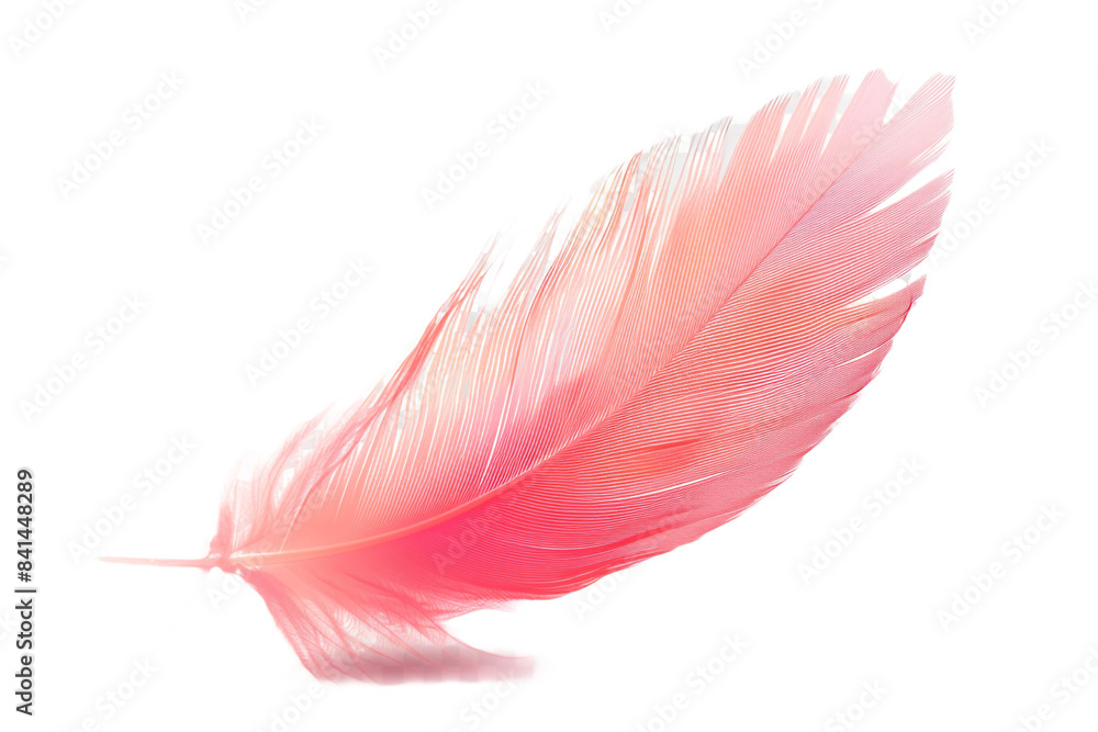 pink feather isolated on transparent background pink feather isolated on transparent background