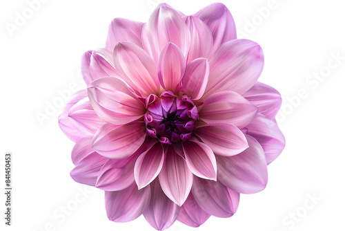 pink flower isolated on transparent background