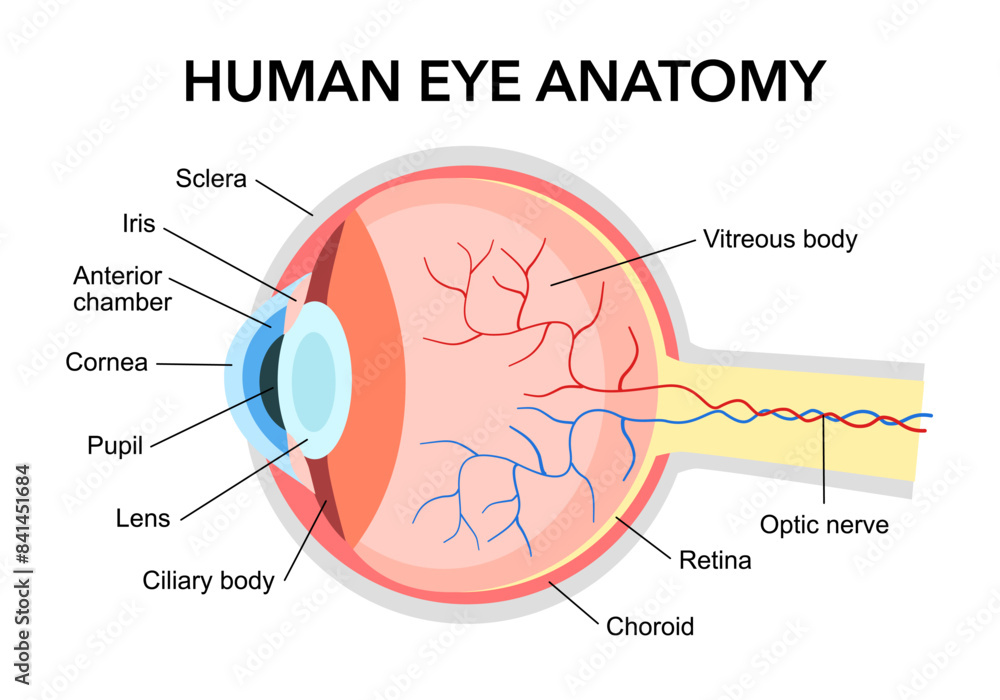 Obraz premium Human eye anatomy diagram in flat design on white background.