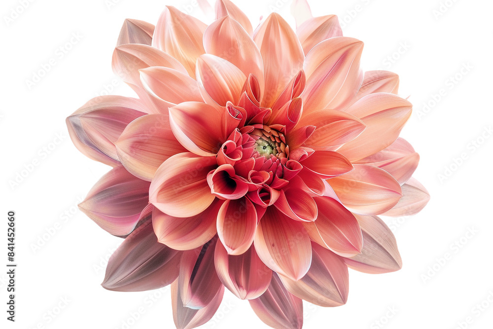 pink flower isolated on transparent background pink flower isolated on transparent background